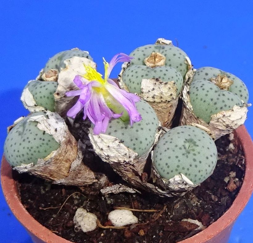 Conophytum jucundum ssp. fragile